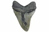 Bargain, Fossil Megalodon Tooth - North Carolina #347124-1